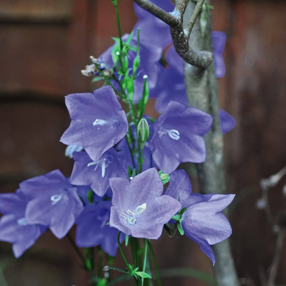 Bellflower Seeds for Planting Campanula medium for flower beds and cottage gardens