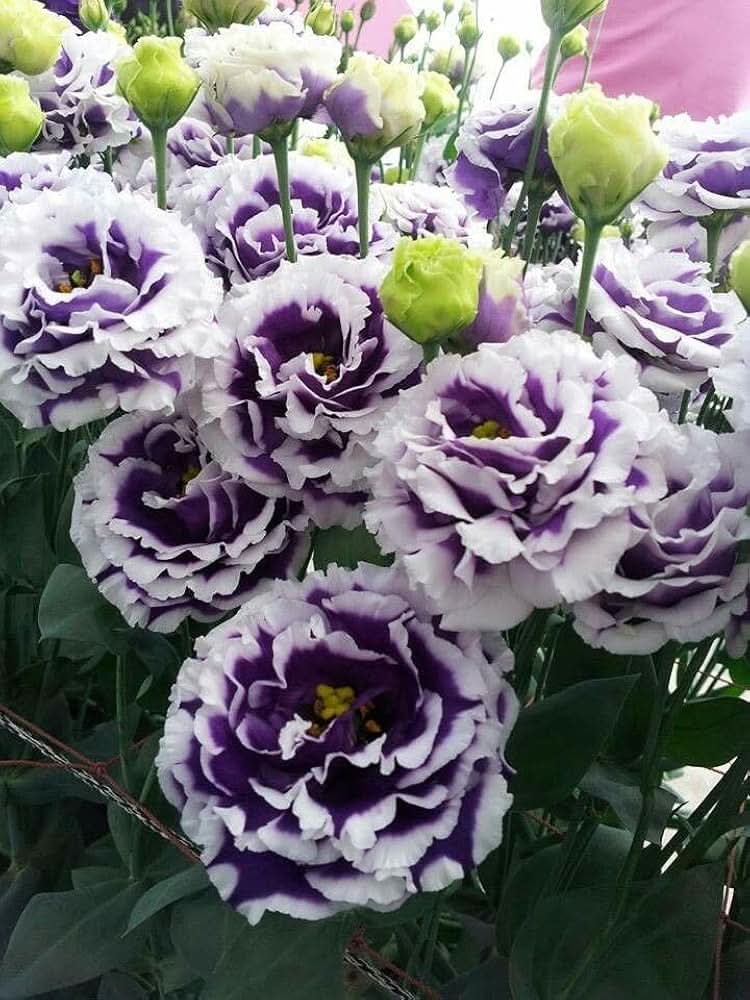 Eustoma Grandiflorum Flower Seeds for Planting in Backyard Gardening and Vertical Arrangements
