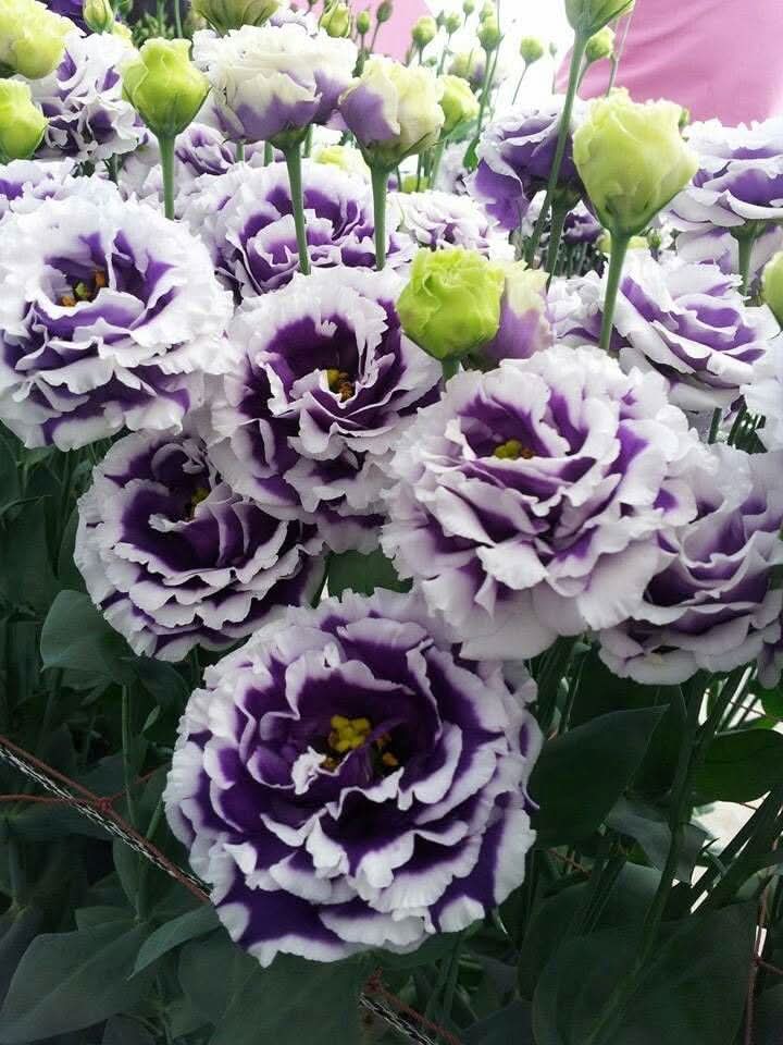 Eustoma Lisianthus Russellianus Rare Flower Seeds for Planting in backyard gardens