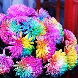 Chrysanthemum Rainbow Mixed Colors Rare Flower Seeds