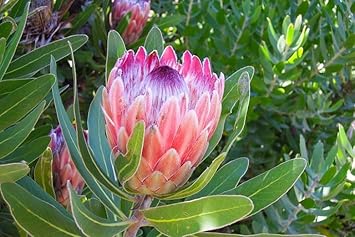Non-GMO (Non-GMO scientific name) for planting in garden
