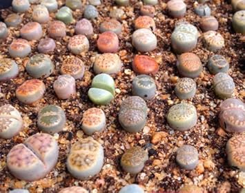 Lithops Species Mix Succulent Cactus Heirloom Non Gmo Image