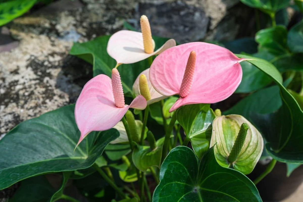 Heirloom Non-GMO Anthurium Flower Seeds for Planting – Baby Pink Exotic Blooms for planting in your garden.