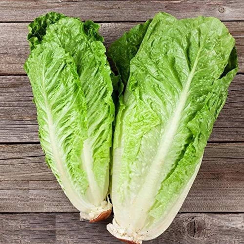 Green Towers Lettuce Seeds | Tall Upright Romaine Lettuce – Heirloom, Non-GMO, High Germination Organic Garden Seeds