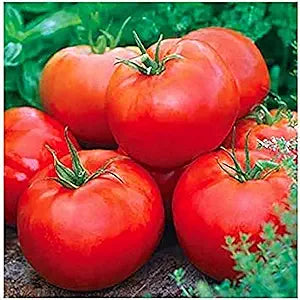 Tomato Mobile Solanum lycopersicum vegetable seeds for planting in vertical garden or containers