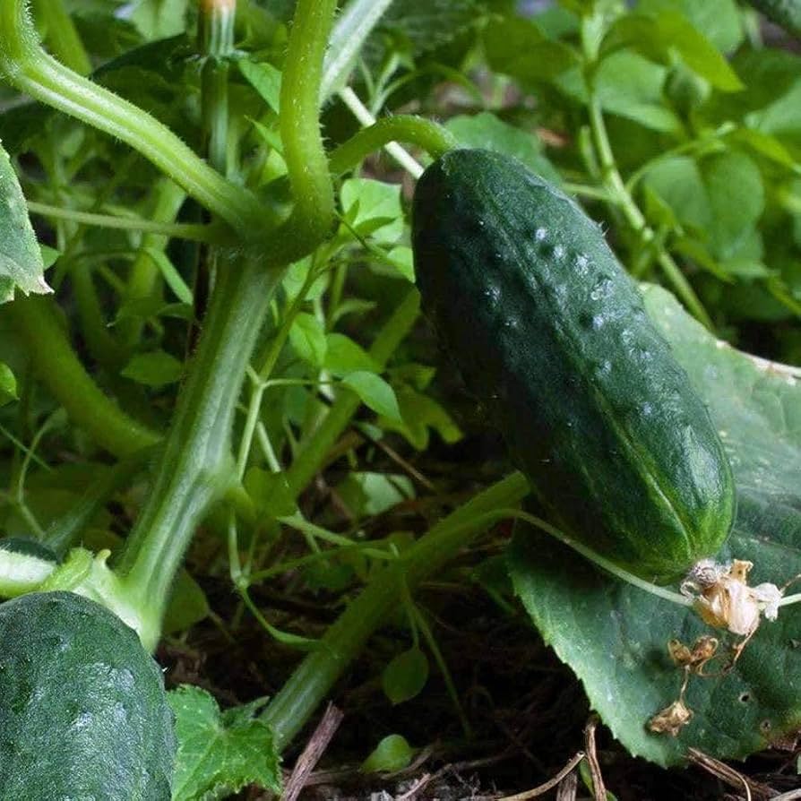 Spacemaster Cucumber Seeds - Non-GMO Heirloom Dwarf Cucumbers, Seeds for Small Garden Spaces