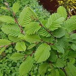 Green Hornbeam Heirloom Non Gmo Image