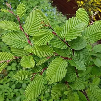 Green Hornbeam Heirloom Non Gmo Image