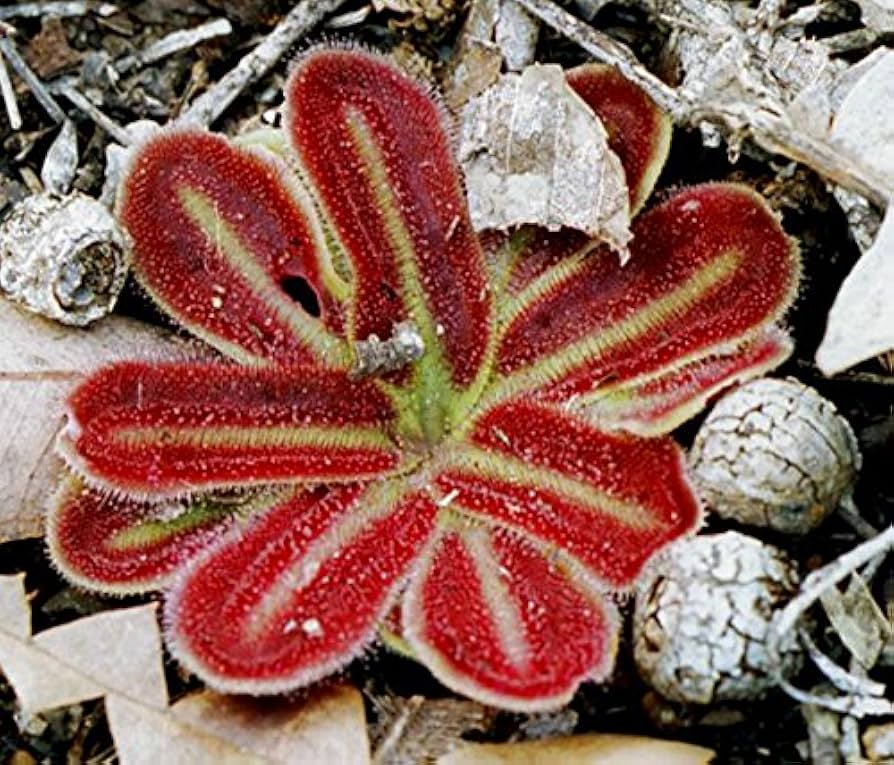 Red Ink Sundew – Drosera erythrorhiza – for planting in garden terrarium