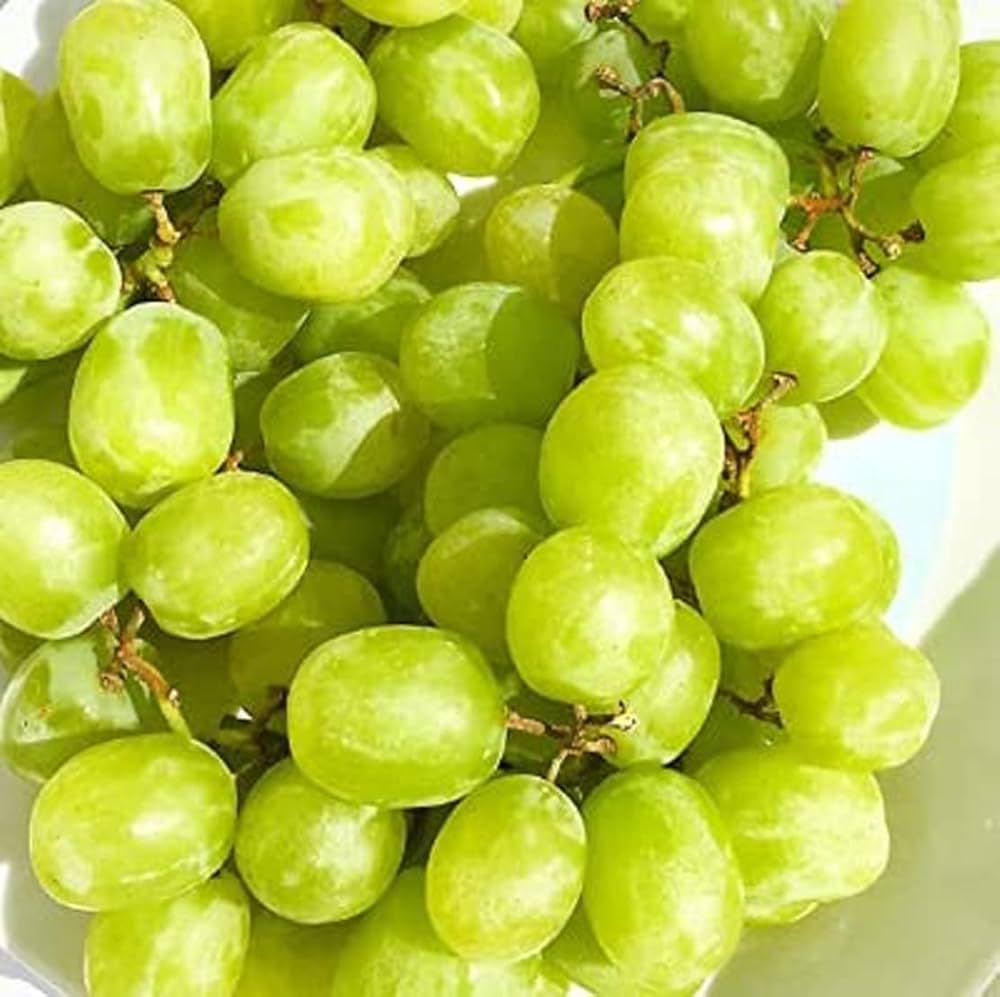 Heirloom Cotton Candy Grapes Fruit Seeds for Planting - Growing Sweet Grapes, Non-GMO Garden Seeds