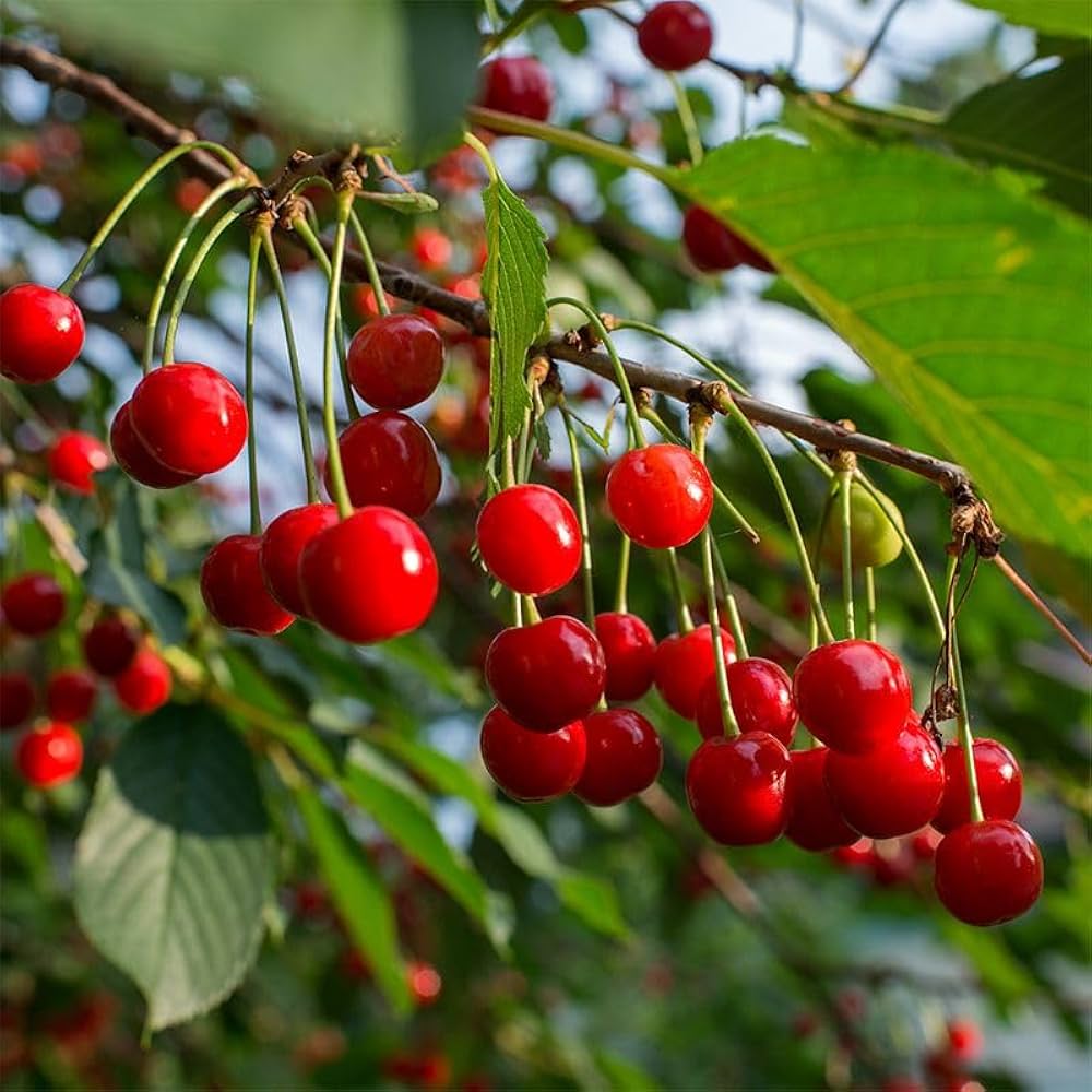 Rainier Sour Cherry Fruit Seeds for Planting- Perfect for Growing Your Own Sweet and Tart Cherries