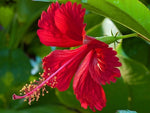 Star Hibiscus Hibiscus rosa-sinensis for planting in flower bed