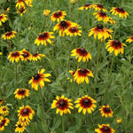 Gloriosa Daisy – Rudbeckia hirta – flower seed for beds and borders