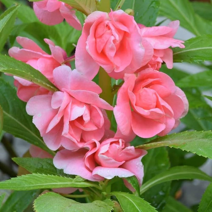 Heirloom Non-GMO Full Pink Balsamine Flower Seeds for Garden Planting – Lush Double Blooms