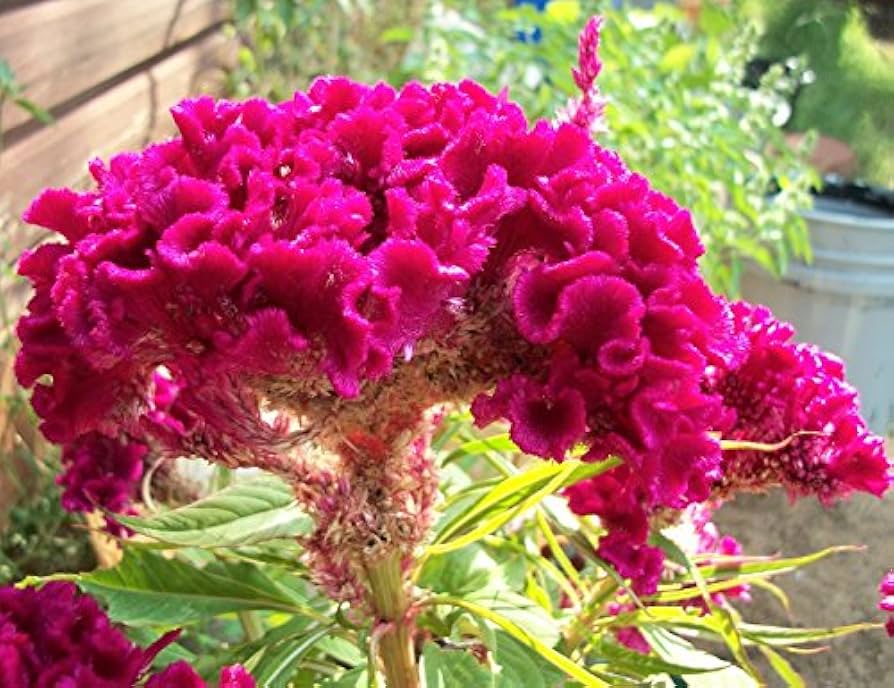 Cockscomb Seeds for Planting Celosia Cristata flower bed tropical garden