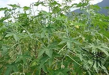 Green Scutellaria Baicalensis Plant Seeds for Planting - NON GMO Seeds for planting in home garden
