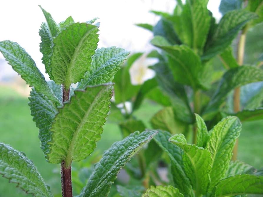 Dashan Peppermint Seeds ( , Fresh Mentha Piperita)