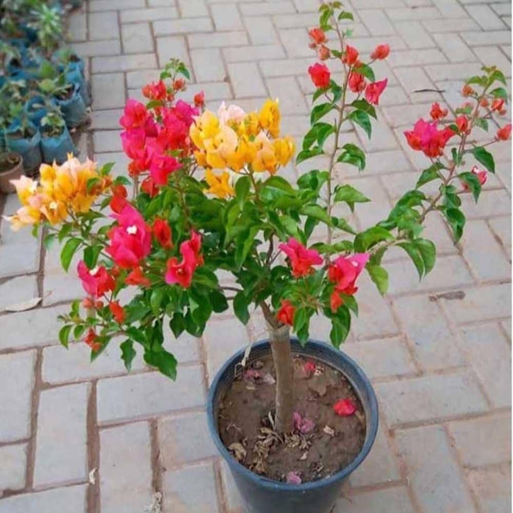 Bougainvillea Seeds for Planting Bougainvillea glabra for warm gardens and flower walls