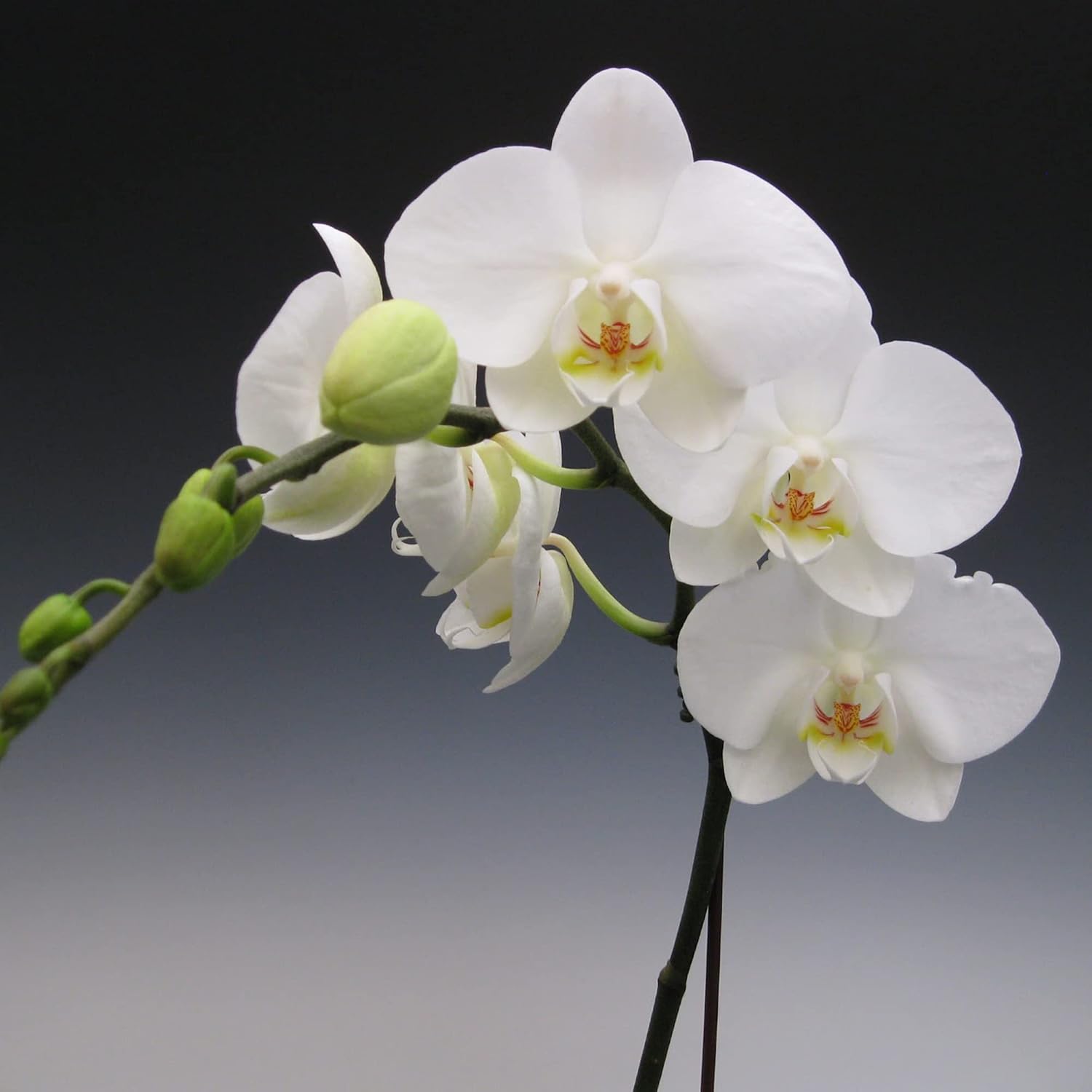 Phalaenopsis Orchid Seeds