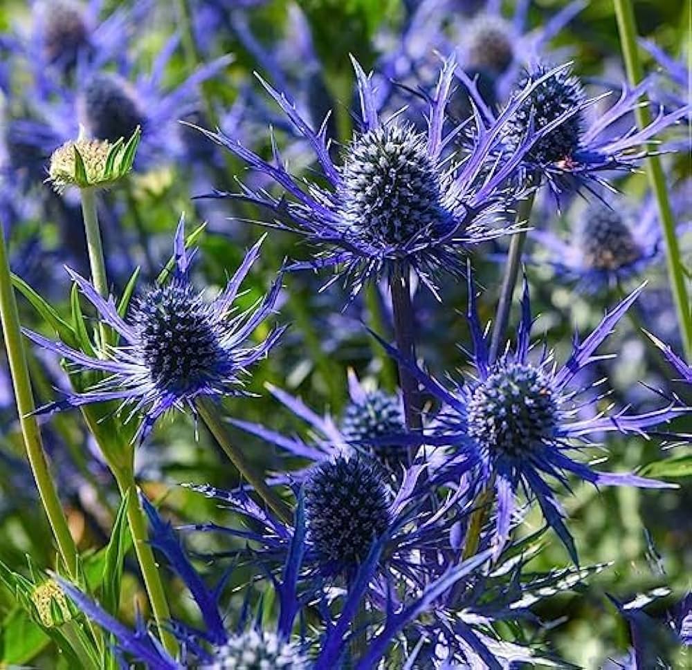 Sea Holly Eryngium Planum Seestechpalmen Blau Flower Seeds for Planting