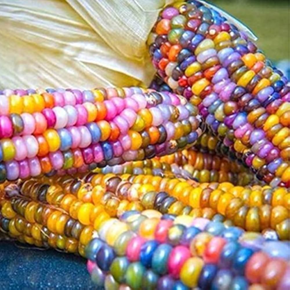 Corn Zea Mays Sweet Rainbow Rare Grain Seeds for Planting – Ideal for Backyard Gardening and Colorful Edible Crops