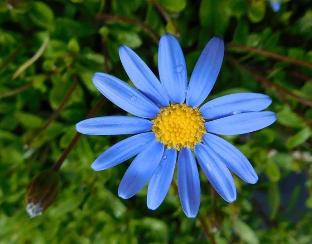 Daisy Felicia Amelloides Blue Flower Seeds for Planting
