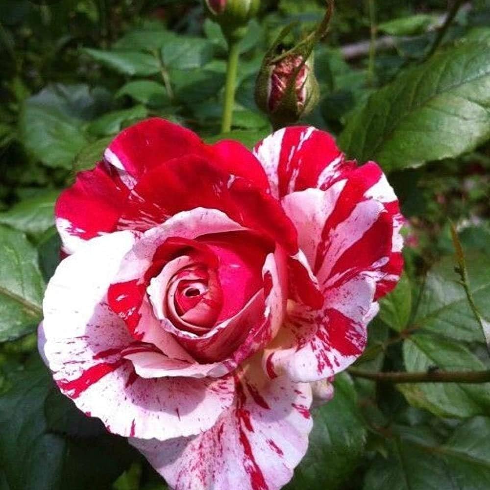 White Blood Rose Seeds Rare Asaka Variety for Bonsai or Garden Flower Beds