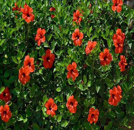 Red Hibiscus Flower - Heirloom, Non - Gmo Seeds