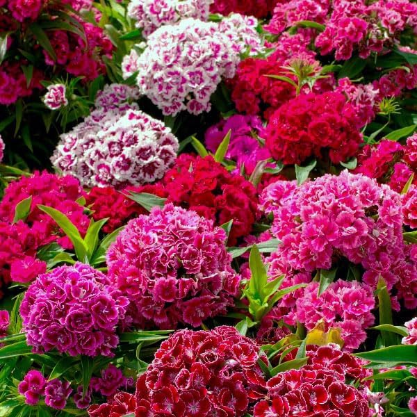 Dolce William Dianthus Barbatus Seeds ( )