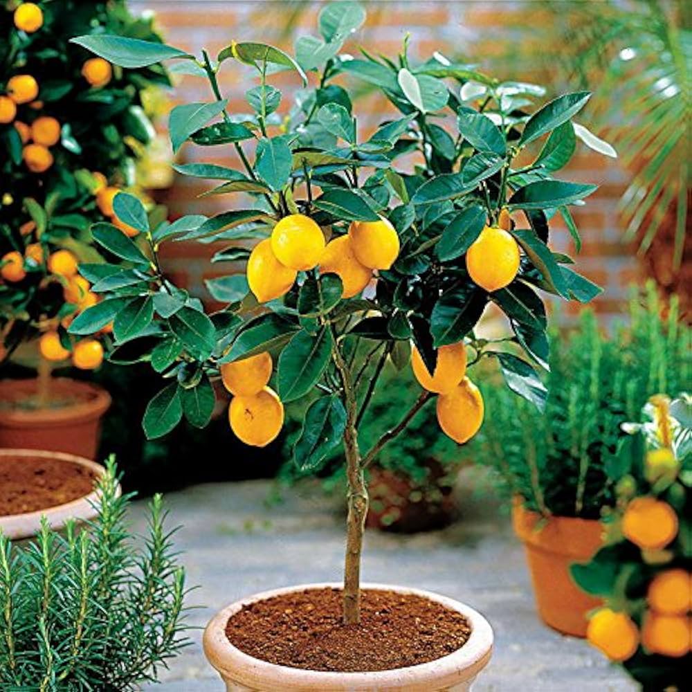 Lemon Citrus Limon Fruit Seeds for Planting – Ideal for Kitchen Garden and Backyard Orchards