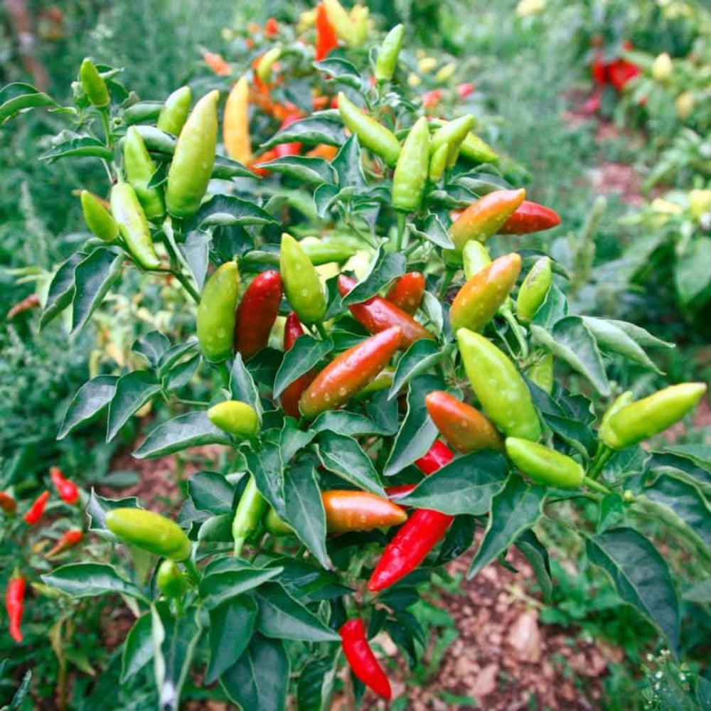 Guam Boonies Pepper Capsicum annuum vegetable seeds for kitchen garden and home containers