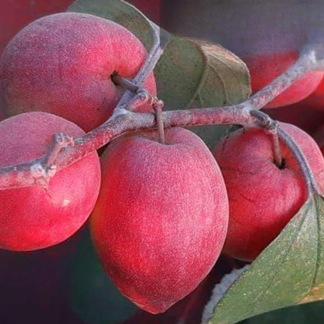 Red Jujube Fruit Seeds - Pieces, Rare Exotic Bonsai Fruit for Indoor & Outdoor Garden Decoration