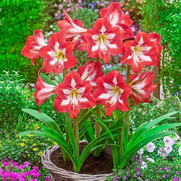 Hippeastrum Flower Seeds for Planting, Green Red, NON GMO Seeds