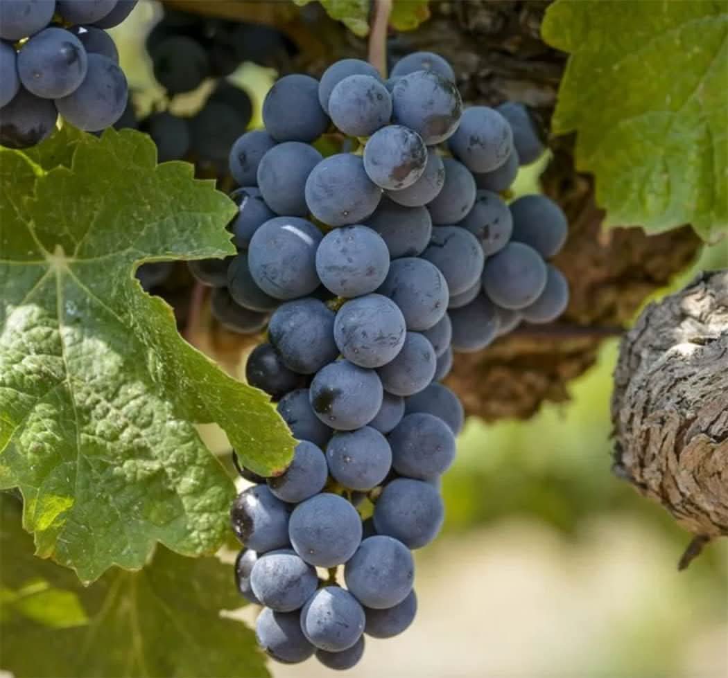 Uva trepadoras Vitis vinifera seeds for grapevine garden