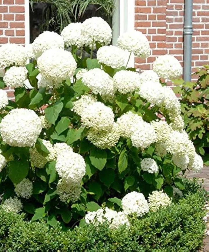 Heirloom Hydrangea Annabelle flower seeds – non‑GMO flowering shrub seeds Dhara Seeds