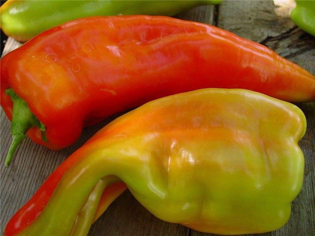 Pepper Capsicum Annuum Giant Aconcagua Vegetable Seeds for Planting – Great for Kitchen Garden and Sweet Harvest