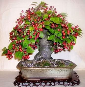 Red Malus Micromalus Fruit Seeds for Planting - Hardy Apple Tree for Sweet Fruit