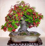 Red Malus Micromalus apple seeds