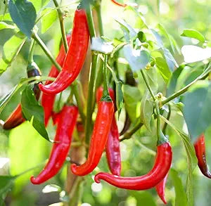 Pepper Capsicum annuum Cutlass Cayenne vegetable seeds for planting in kitchen garden or backyard beds