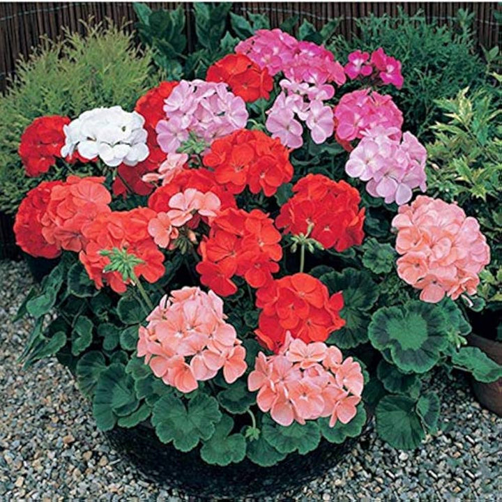 Mixed Geranium Pelargonium Heirloom Non-GMO Seeds for Planting