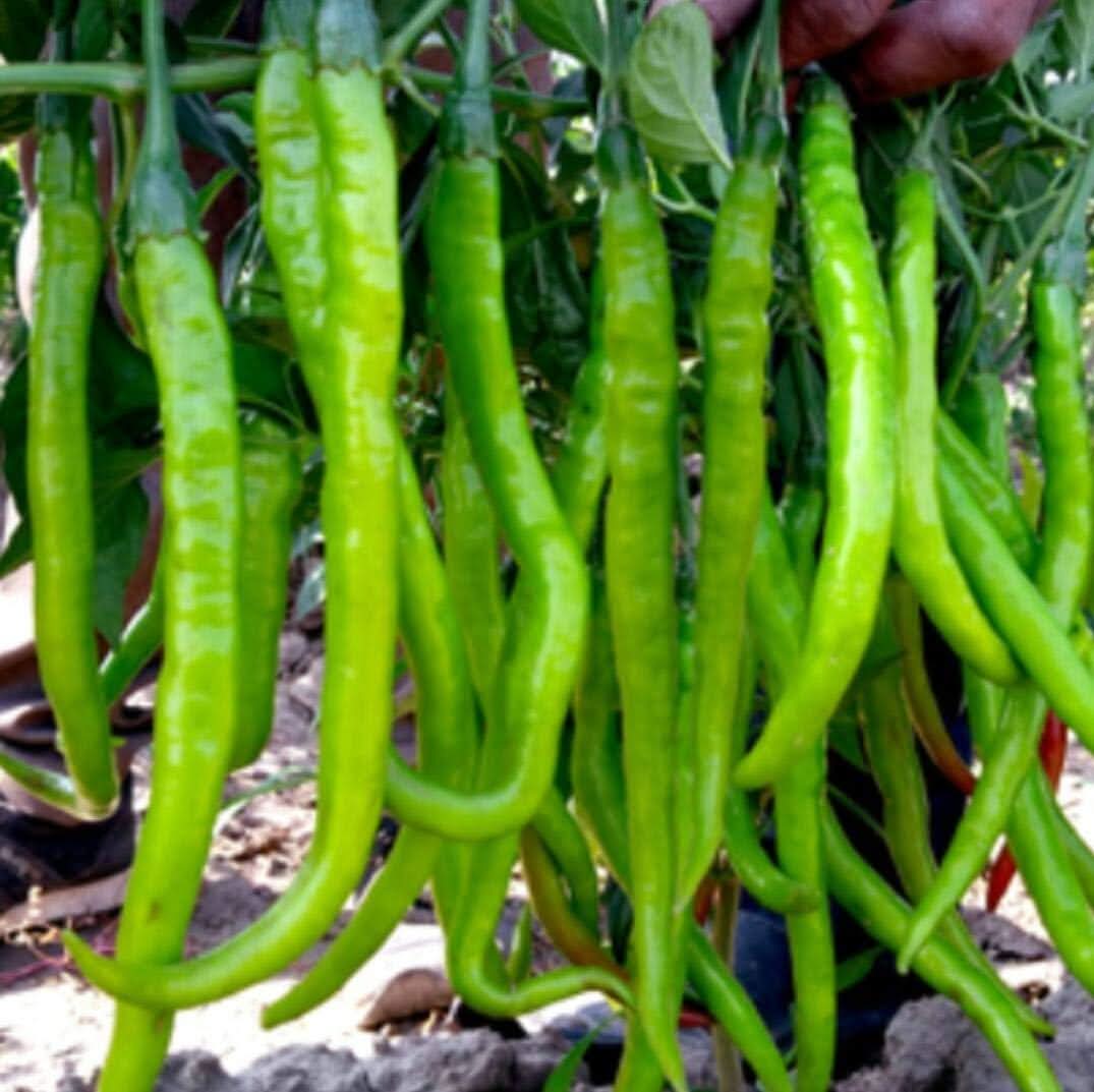 Green Brazilian Chili Capsicum annuum for planting in home garden