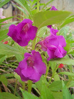 Heirloom Non-GMO Purple Balsamine Flower Seeds for Garden Planting – Vibrant Summer Blooms for planting in your garden.