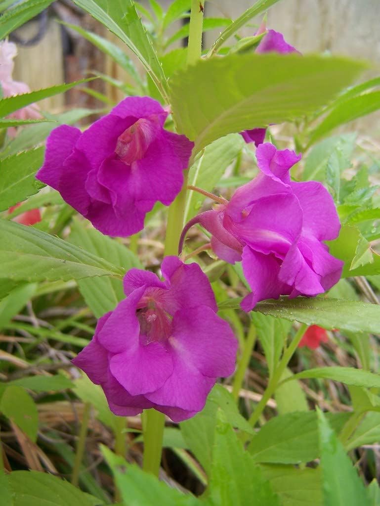 Heirloom Non-GMO Purple Balsamine Flower Seeds for Garden Planting – Vibrant Summer Blooms for planting in your garden.