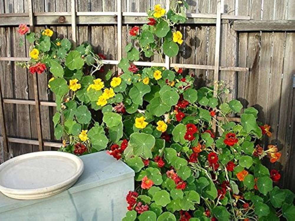 Nasturtium Flower Seeds Tropaeolum majus for planting in flower bed