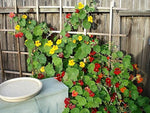 Nasturtium Flower Seeds Tropaeolum majus for planting in flower bed