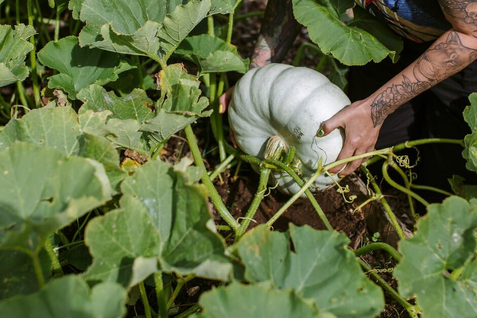 Pumpkin Cucurbita Pepo Small Sugar Vegetable Seeds for Planting – Great for Autumn Harvest and Backyard Gardens