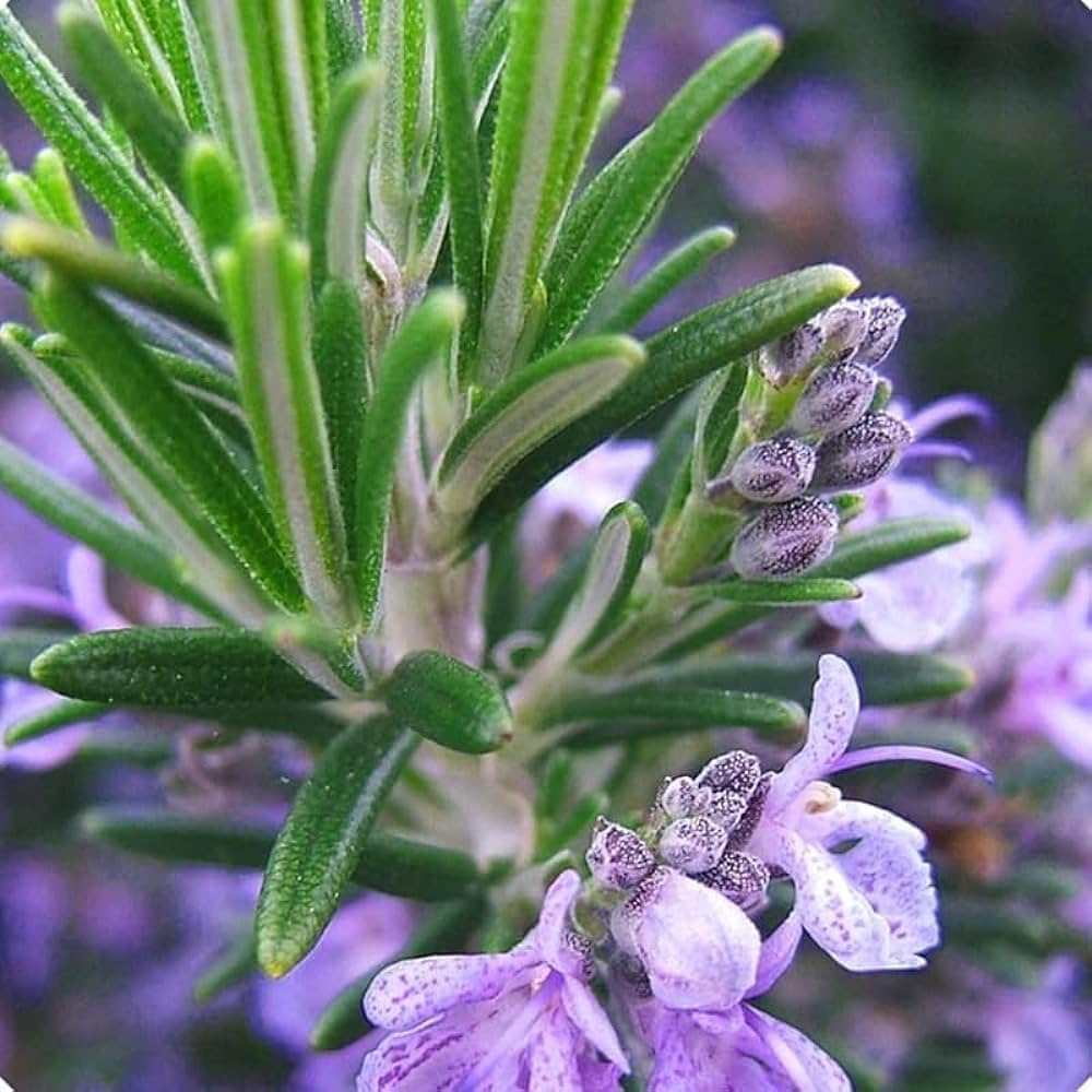 Trling Irene Rosemary Herb Plant Seeds for Fragrant and Flavorful Gardens – Fresh Herb for Your Garden