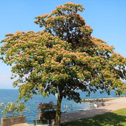 Green Mimosa Pudica Tree - Heirloom, Non - Gmo Seeds