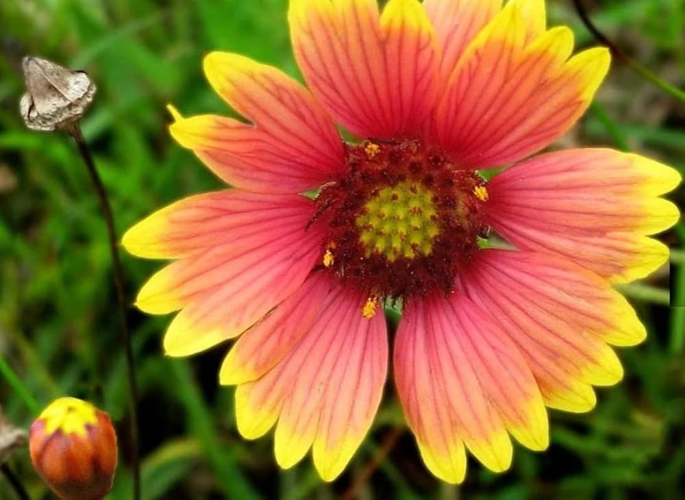 Goblin Blanketflower Gaillardia Seeds for Planting flower bed garden