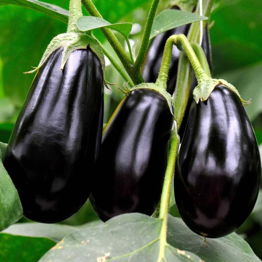 Dusky Eggplant Solanum melongena for planting in home garden